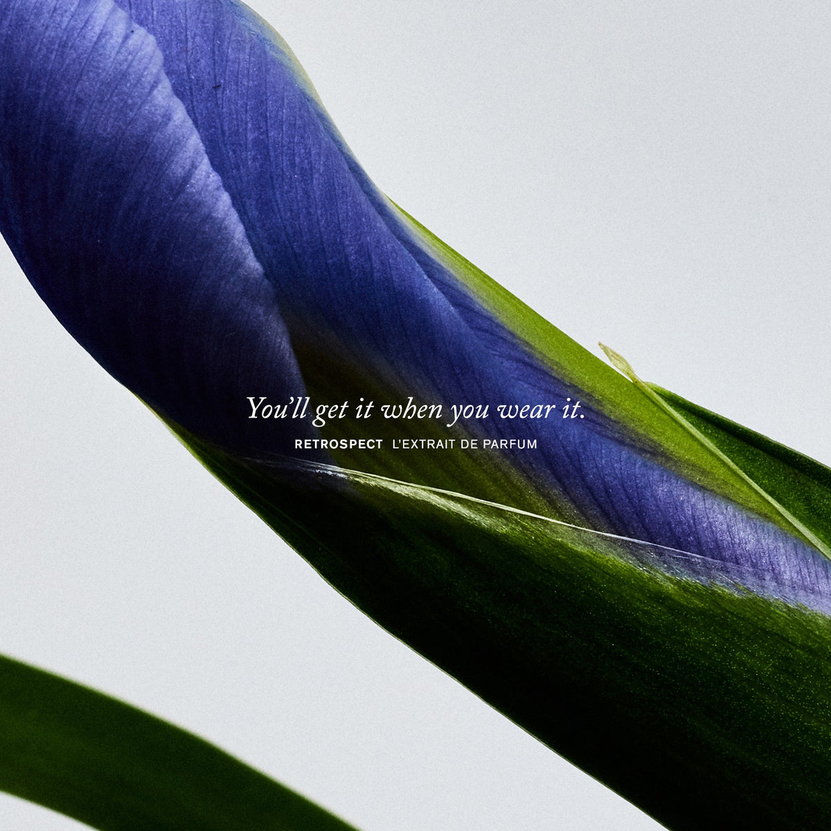 Retrospect · Eau de Parfum