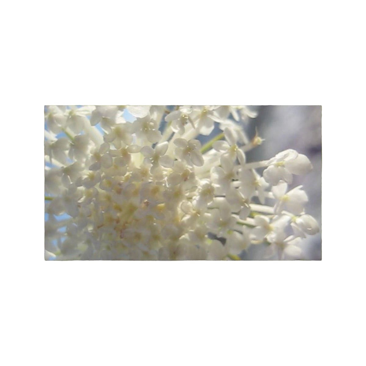 Cashmere Muse · Eau de Parfum