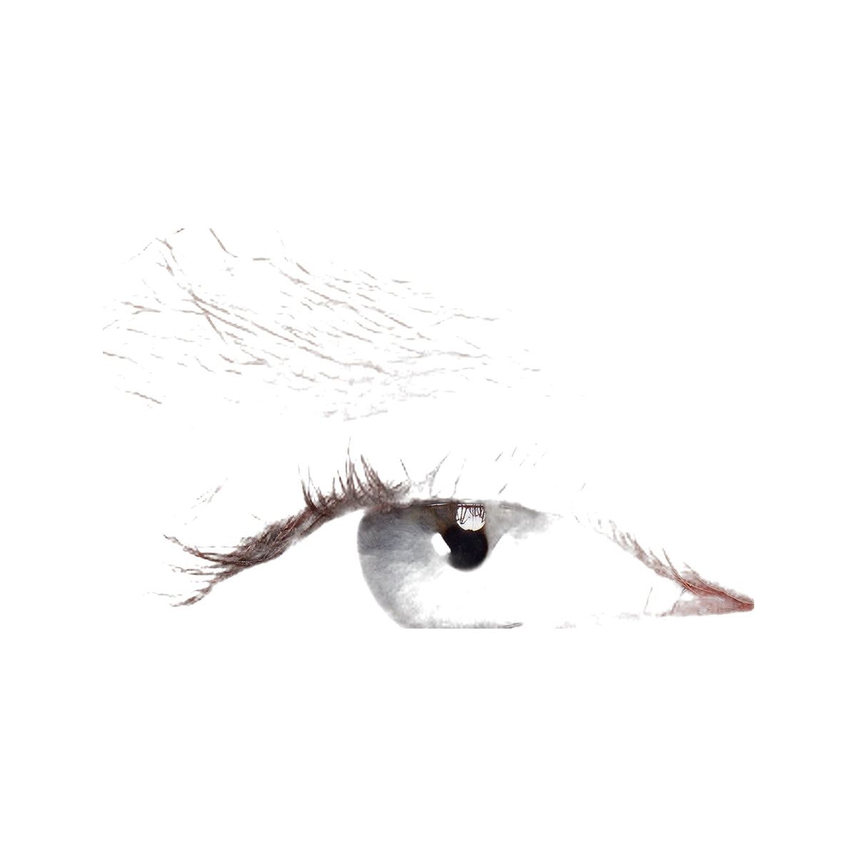 Dream Lashes · Pestañas postizas